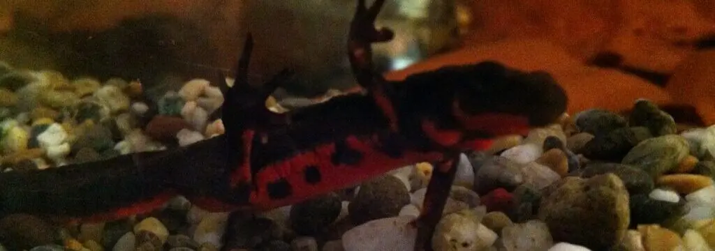 アカハライモリのサムネイル