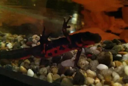 アカハライモリのサムネイル画像