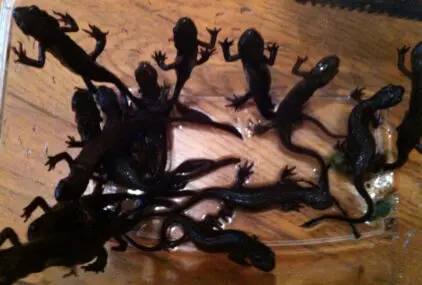 御杖村のサムネイル画像